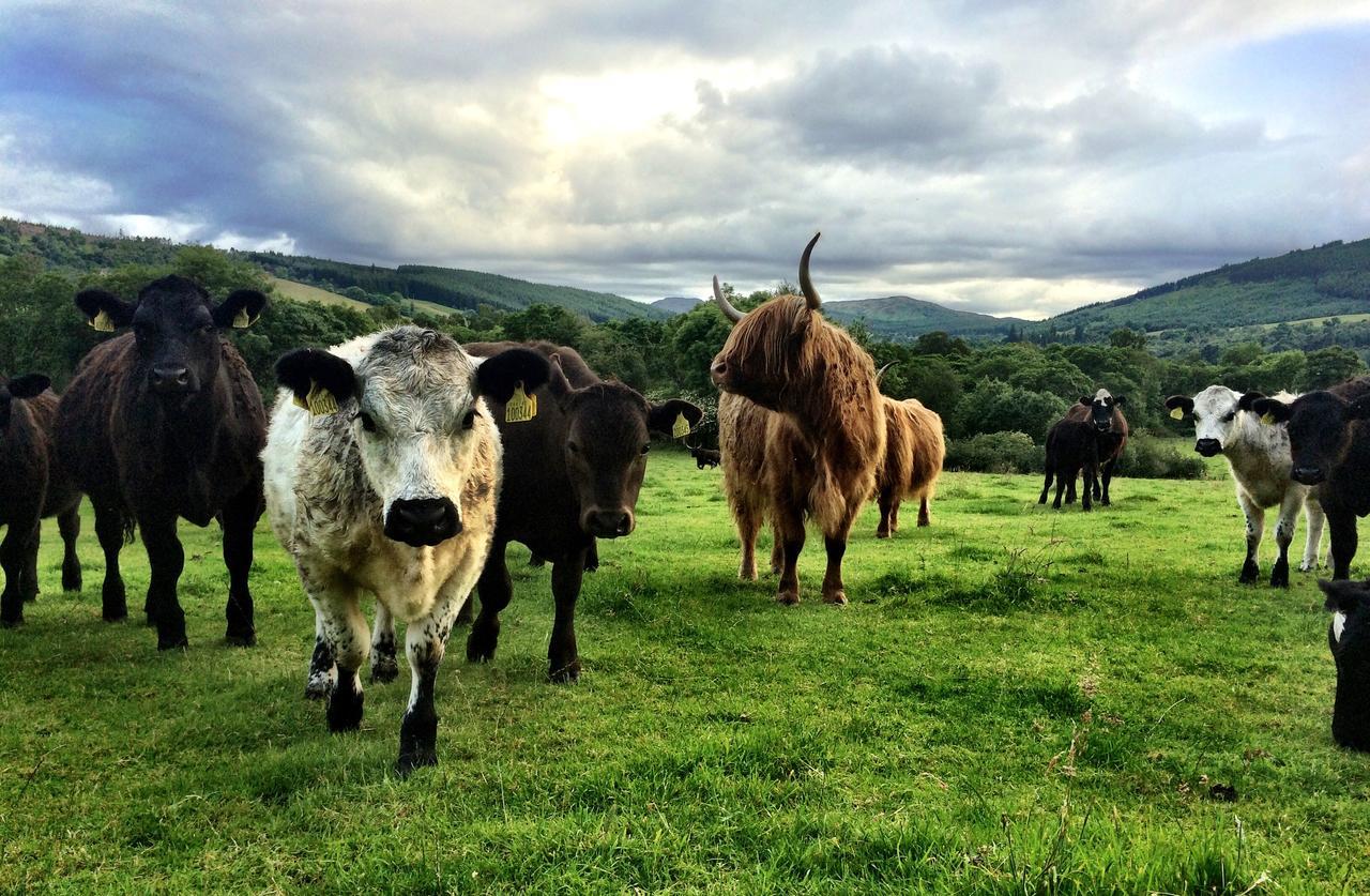 Drumbuie Farm B&B Drumnadrochit Ngoại thất bức ảnh